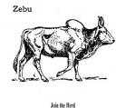 zebu.jpg